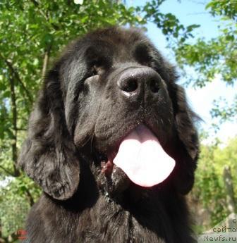 Фото: ньюфаундленд Sent Djons Dali (Сент Джонс Дали)