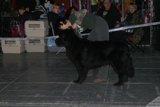 Фото: ньюфаундленд Graciya Nochi (Грация Ночи), Anna Lutchenkova (Анна Лутченкова)