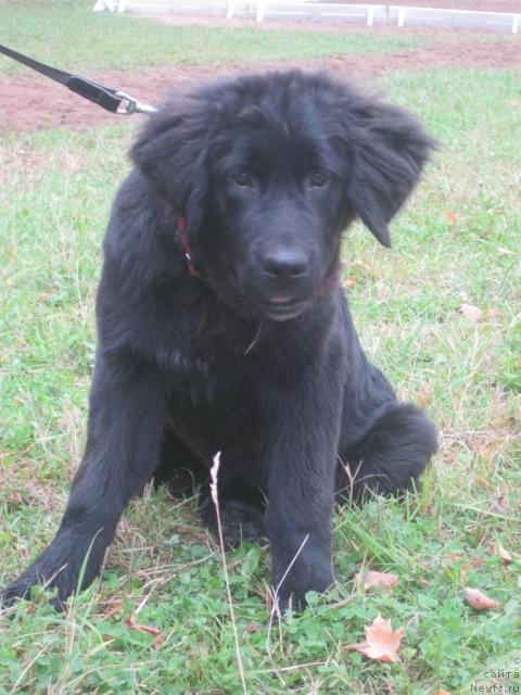 Фото: ньюфаундленд Bonni Flayt (Бонни Флайт)