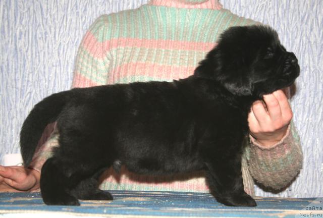 Фото: Щенок помета от, [d114] и, ньюфаундленд Begushaya po Volnam Vam I Ne Snilos (Бегущая по Волнам Вам и не Снилось)