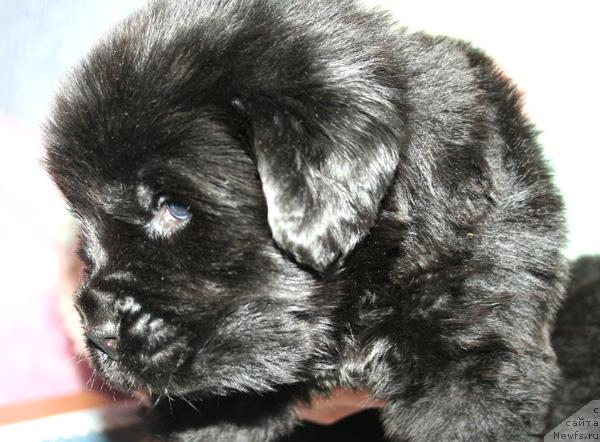 Фото: Щенок помета от, [d114] и, ньюфаундленд Begushaya po Volnam Vam I Ne Snilos (Бегущая по Волнам Вам и не Снилось)