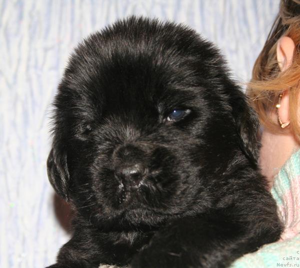 Фото: Щенок помета от [d114] и, ньюфаундленд Begushaya po Volnam Vam I Ne Snilos (Бегущая по Волнам Вам и не Снилось)