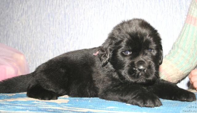 Фото: Щенок помета от [d114] и, ньюфаундленд Begushaya po Volnam Vam I Ne Snilos (Бегущая по Волнам Вам и не Снилось)