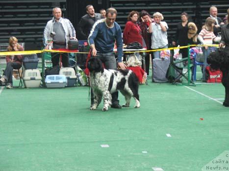 Фото: ньюфаундленд Plushevaya Panda Debra (Плюшевая Панда Дэбра)