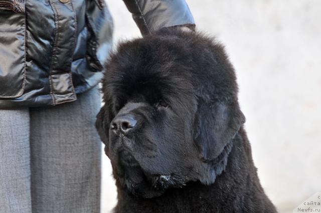 Фото: ньюфаундленд Super Premium Demi Mur (Супер Премиум Деми Мур)