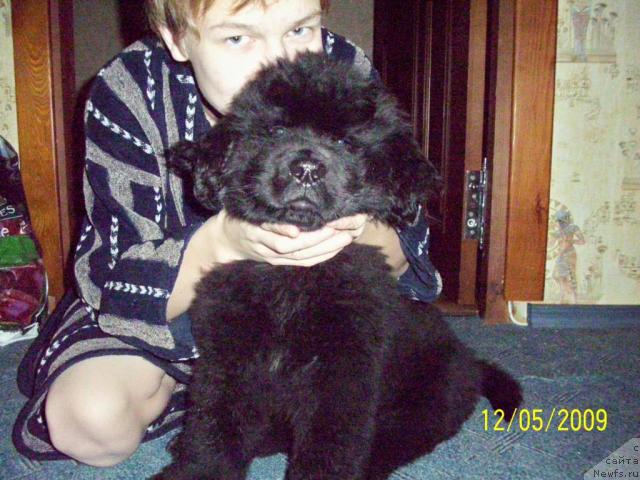 Фото: ньюфаундленд Beguschaya po Volnam Ritm yend Blyuz (Бегущая по Волнам Ритм энд Блюз)