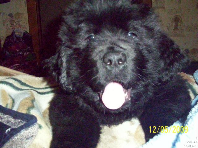 Фото: ньюфаундленд Beguschaya po Volnam Ritm yend Blyuz (Бегущая по Волнам Ритм энд Блюз)