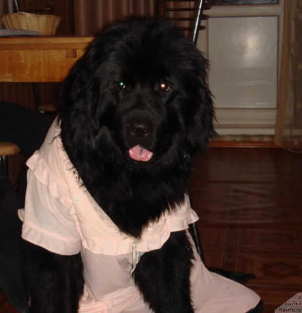 Фото: ньюфаундленд N'yufort Liya Obayatel'naya Kroshka (Ньюфорт Лия Обаятельная Крошка)