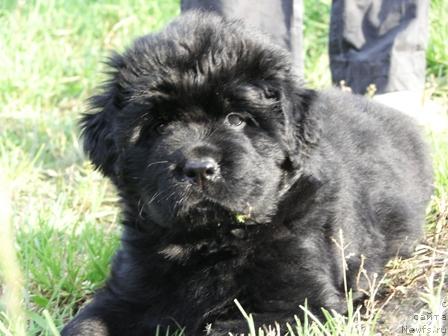 Фото: ньюфаундленд Arh B'yuti Radujnaya (Арх Бьюти Радужная)