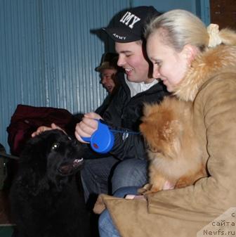 Фото: ньюфаундленд Arh B'yuti Radujnaya (Арх Бьюти Радужная)