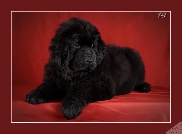 Фото: ньюфаундленд Potap YAgodka (Потап Ягодка)