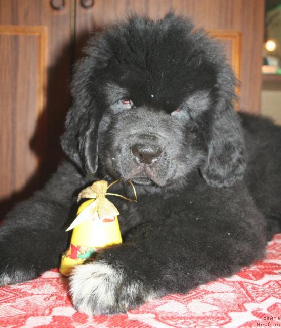 Фото: ньюфаундленд Beguschaya po Volnam Royal Flash (Бегущая по Волнам Роуал Флаш)