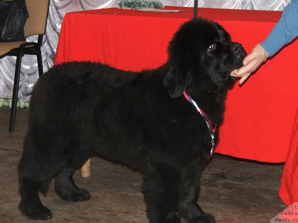 Фотография № 35309