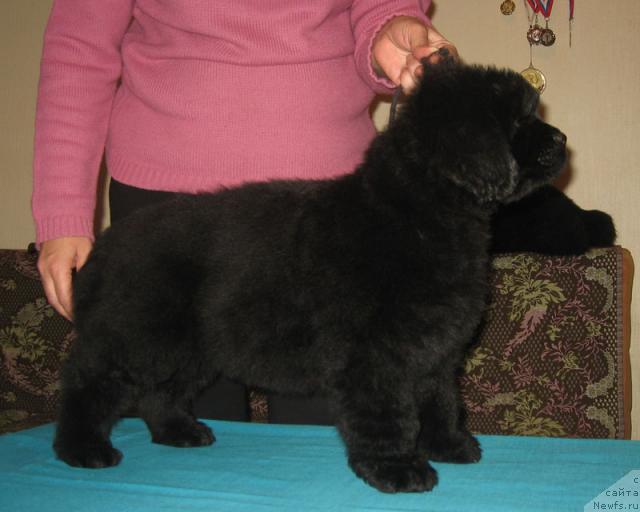 Фото: ньюфаундленд Otvajnyiy s Berega Dona (Отважный с Берега Дона)