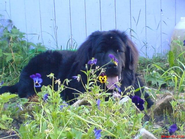 Фото: ньюфаундленд Velikiy Medved' Zagadka (Великий Медведь Загадка)