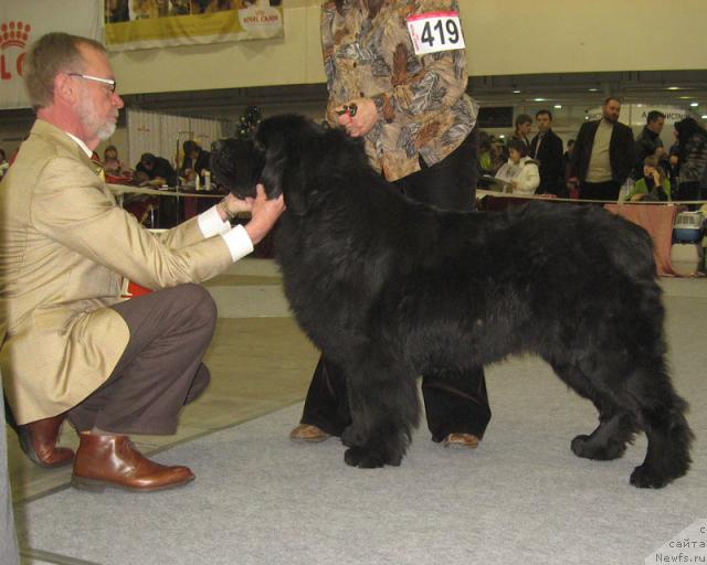 Фото: ньюфаундленд Russkiy Sherif (Русский Шериф)