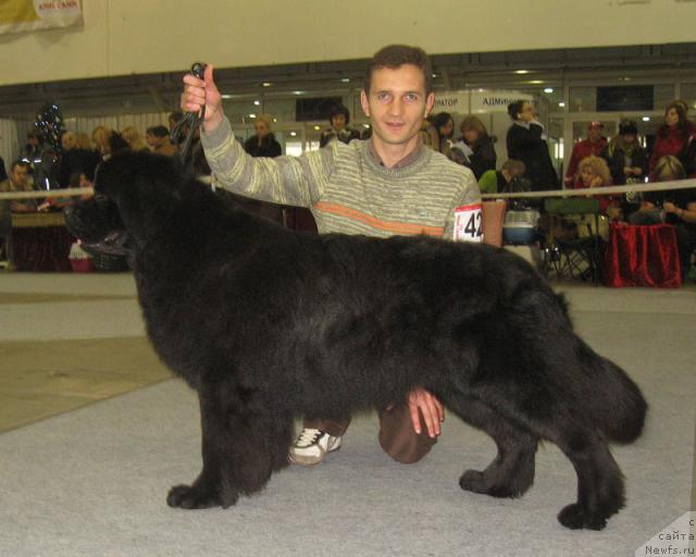 Фото: ньюфаундленд Laert Big Friend (Лаэрт Биг Френд)
