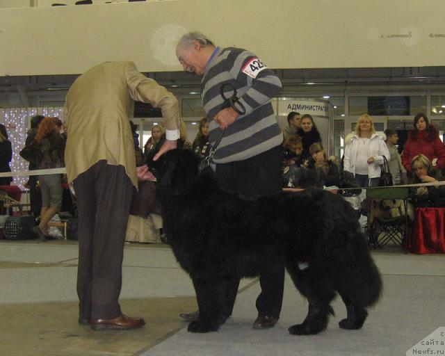 Фото: ньюфаундленд Anri (Анри)
