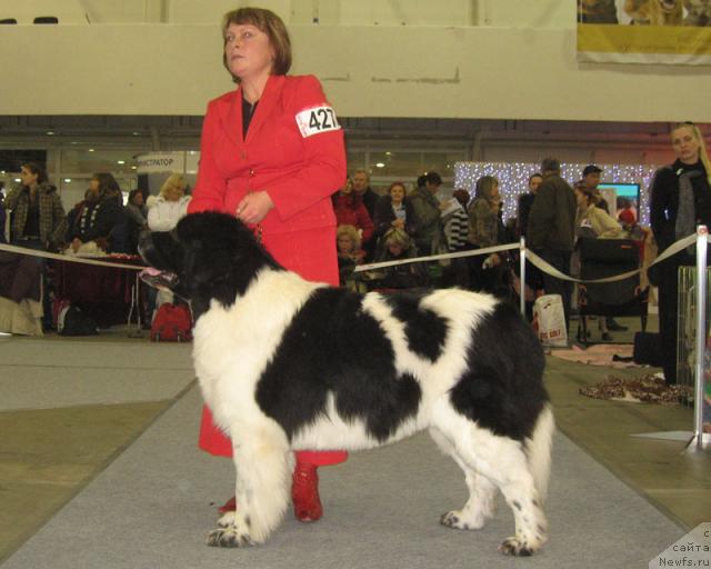 Фото: ньюфаундленд Marshal Sharm of Bon Pari (Маршал Шарм оф Бон Пари)