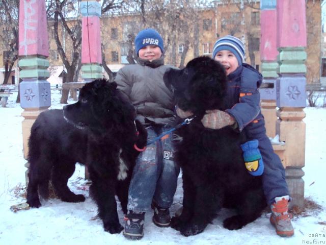Фото: ньюфаундленд Mag Ispolin Lira Lyubvi (Маг Исполин Лира Любви), ньюфаундленд Mag Ispolin Loyengrin (Маг Исполин Лоэнгрин)