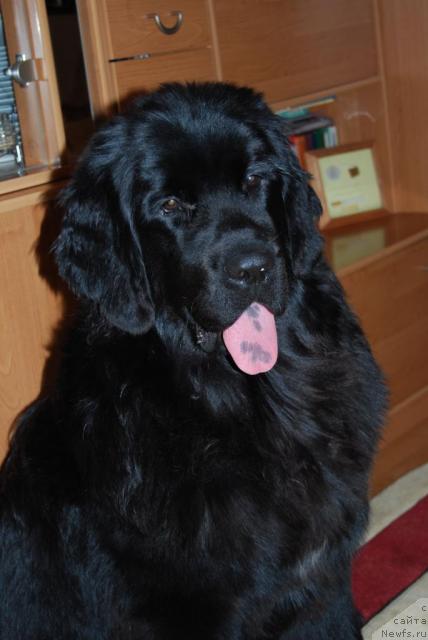 Фото: ньюфаундленд Formula Lyubvi ot Sibirskogo Medvedya (Формула Любви от Сибирского Медведя)