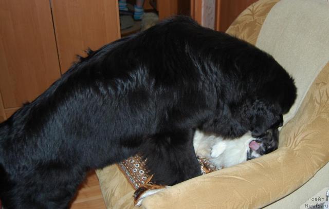 Фото: ньюфаундленд Formula Lyubvi ot Sibirskogo Medvedya (Формула Любви от Сибирского Медведя)