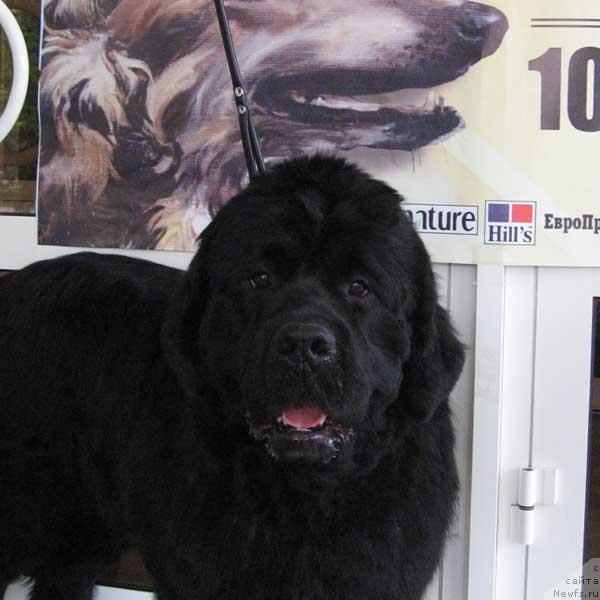 Фото: ньюфаундленд Beguschaya po Volnam Step By Step (Бегущая по Волнам Степ Бай Степ)