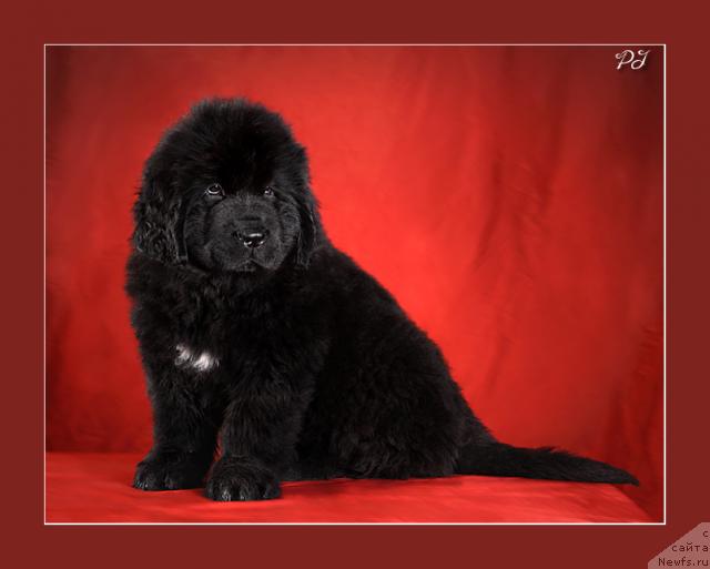 Фото: ньюфаундленд Potap YA (Потап Я)