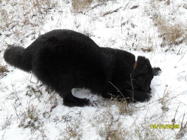 Фото: ньюфаундленд Toptyijka Spyaschaya Krasavica (Топтыжка Спящая Красавица)