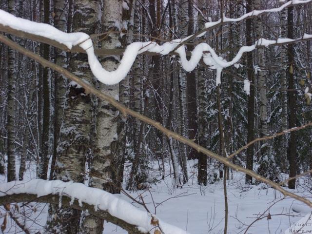 Фотография № 35354