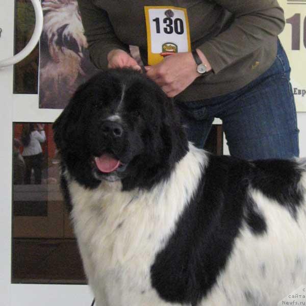 Фото: ньюфаундленд Plushevaya Panda Deniza Dlja  Berega Dona (Плюшевая Панда Дениза для Берега Дона)