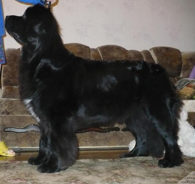 Фото: ньюфаундленд Super Bizon Astoriya (Супер Бизон Астория)