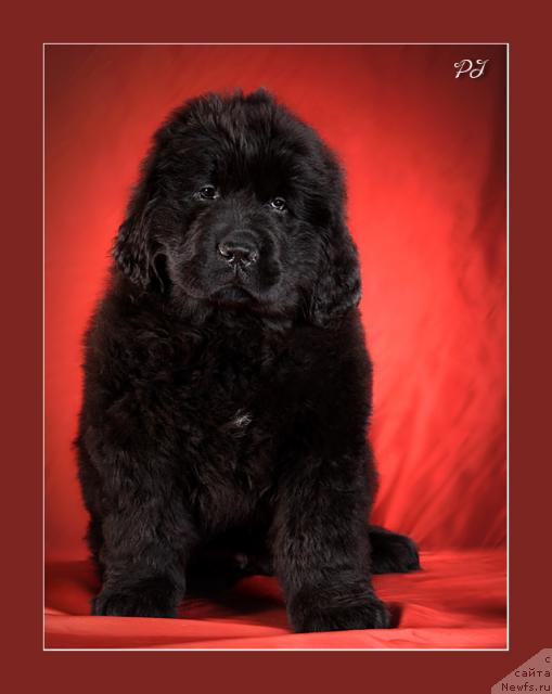 Фото: ньюфаундленд Potap Yarika (Потап Ярика)