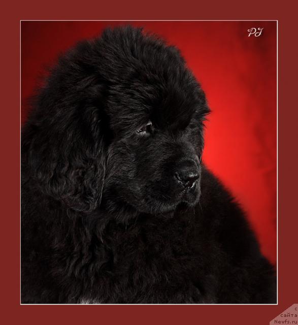 Фото: ньюфаундленд Potap Yarika (Потап Ярика)