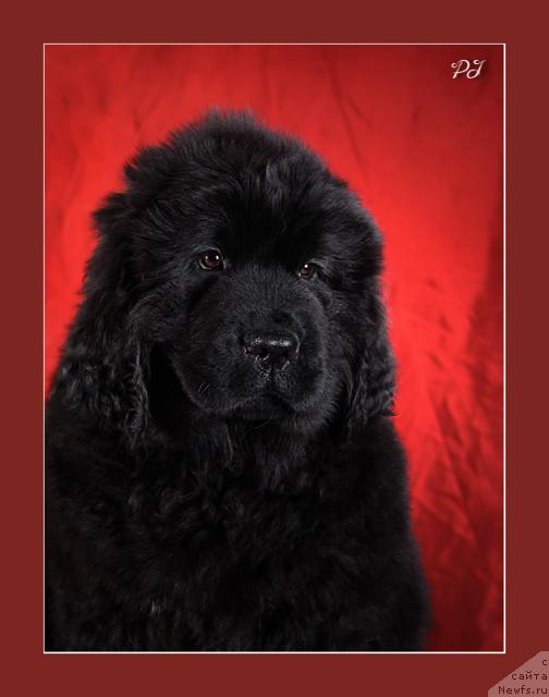 Фото: ньюфаундленд Potap YAsmina (Потап Ясмина)