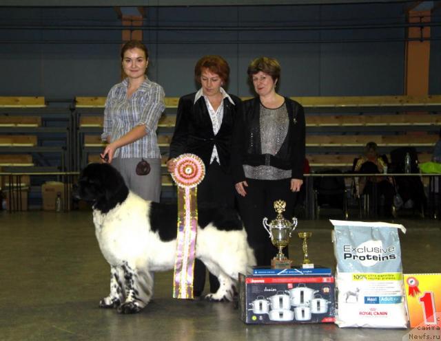 Фото: ньюфаундленд Super Bizon Argo (Супер Бизон Арго), Kseniya Novikova (Ксения Новикова)