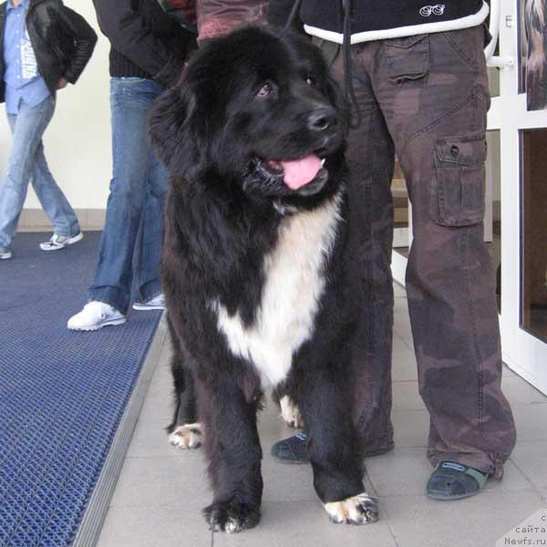 Фото: ньюфаундленд Mag Ispolin Igrunia (Маг Исполин Игрунья)