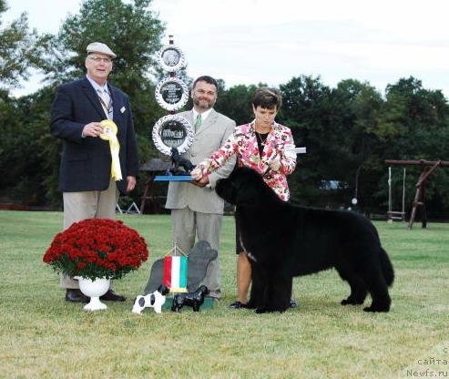 Фото: ньюфаундленд Islands Prince Lionheart of Midnight Lady