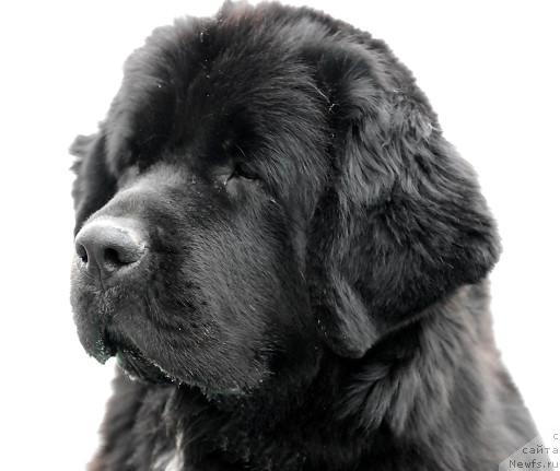 Фотография № 35398