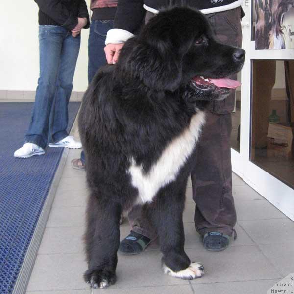 Фото: ньюфаундленд Mag Ispolin Igrunia (Маг Исполин Игрунья)