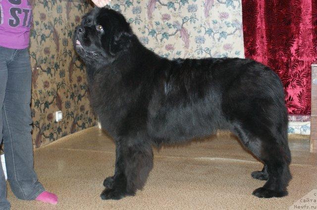 Фото: ньюфаундленд Sent Djons Redjinal'd Fildi Arvizu (Сент Джонс Реджинальд Филди Арвизу)