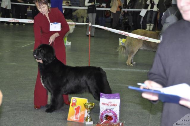 Фото: ньюфаундленд Black Diamond Agidel ot Potapa Patricia (Блэк Диамонд Агидель от Потапа Патриция)