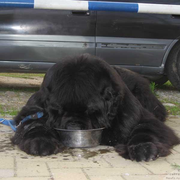 Фото: ньюфаундленд Dodger ot Sibirskogo Medvedja (Доджер от Сибирского Медведя)