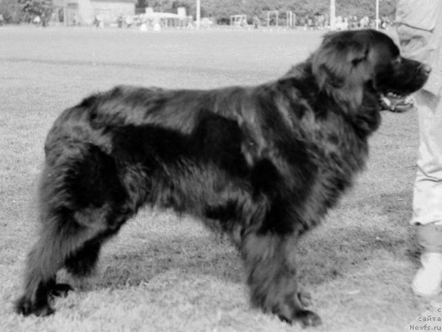 Фото: ньюфаундленд Julix (Юликс)