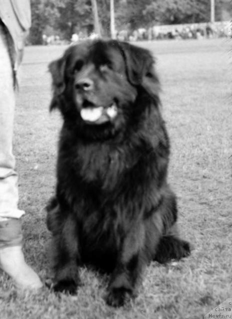 Фото: ньюфаундленд Julix (Юликс)