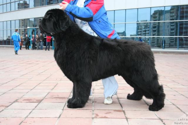 Фото: ньюфаундленд King of Helluland Valmont