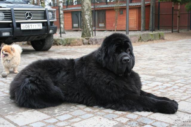 Фото: ньюфаундленд King of Helluland Valmont