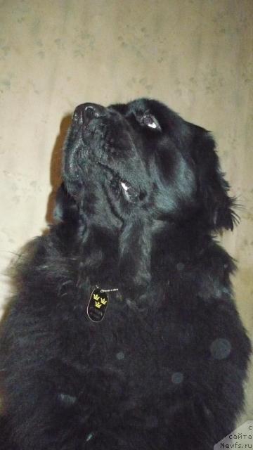 Фото: ньюфаундленд YUnona iz Zolotogo Treugol'nika (Юнона из Золотого Треугольника)