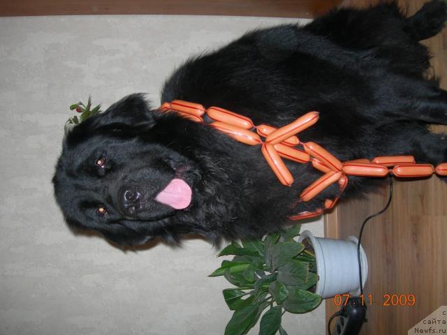 Фото: ньюфаундленд King Big Blyek Balu (Кинг Биг Блэк Балу)