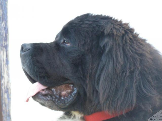 Фото: ньюфаундленд Pchiolkin Dom Bely Oriol (Пчёлкин Дом Белый Орёл)